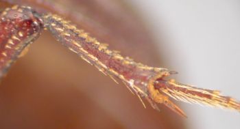 Media type: image;   Entomology 23554 Aspect: hind tibia